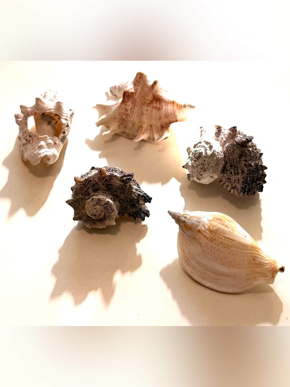 2-3 lbs if Beautiful Unique Seashells, Common and Rare ones